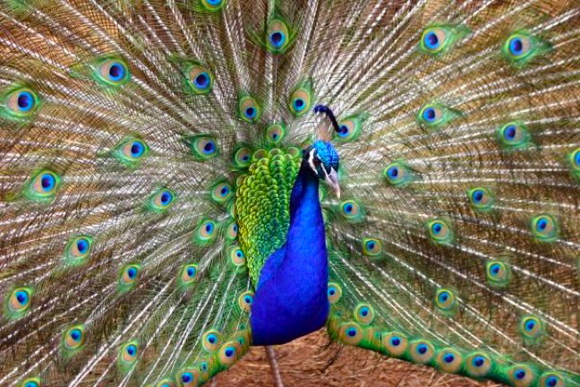 peacock pine mountain safari PIC OF THE DAY: Peacock at Pine Mountain Animal Safari